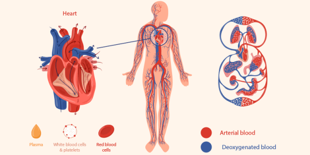 What Is The Circulatory System-Definition & Function