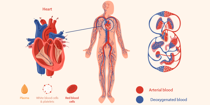 functions of circulatory system
